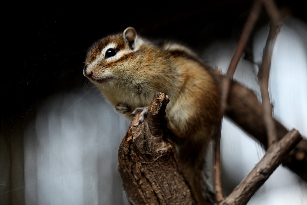 Protecting Your Home Against Rodents and Pests